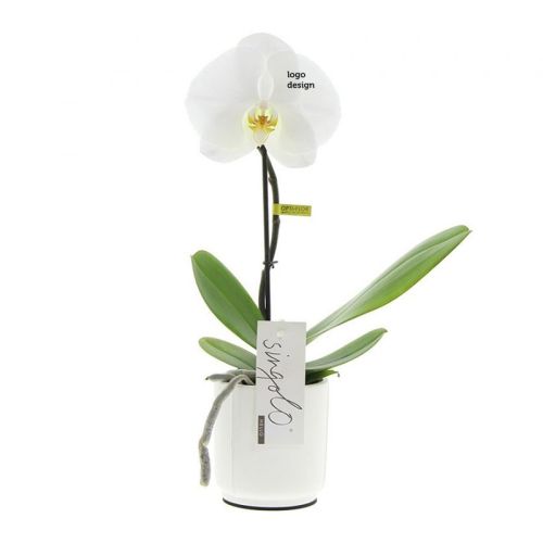 Orchidée Singolo - image 1